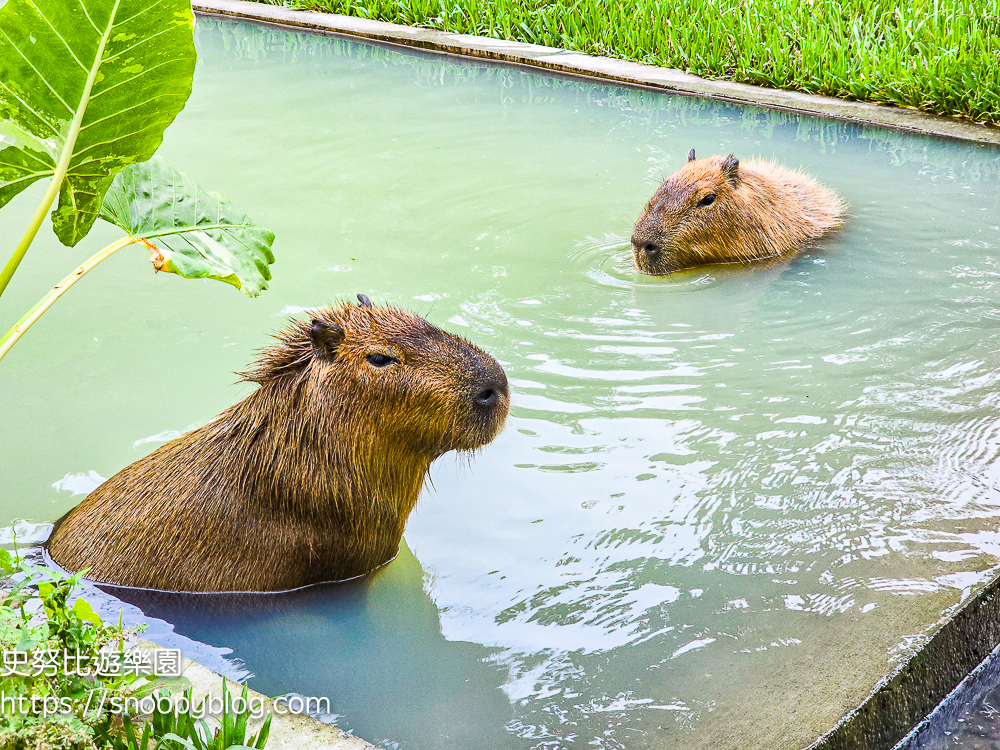 南投景點,另類寵物餐廳,埔里咖啡館,埔里景點