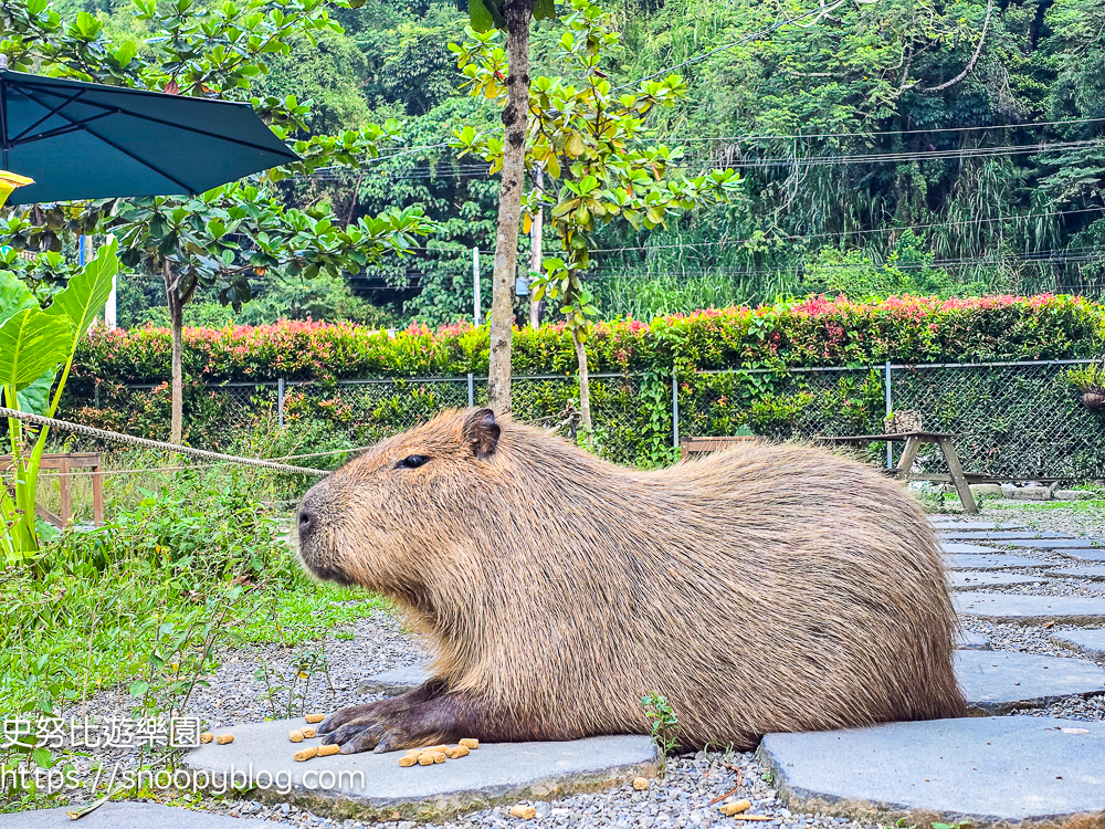 南投景點,另類寵物餐廳,埔里咖啡館,埔里景點