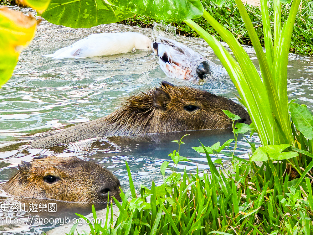 南投景點,另類寵物餐廳,埔里咖啡館,埔里景點