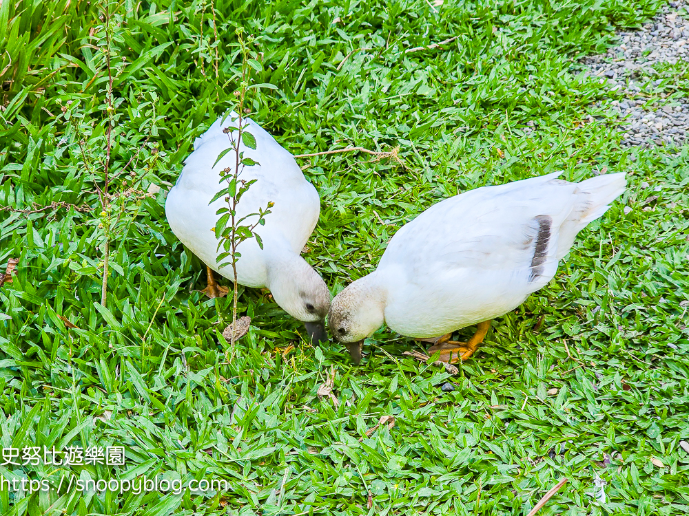 南投景點,另類寵物餐廳,埔里咖啡館,埔里景點