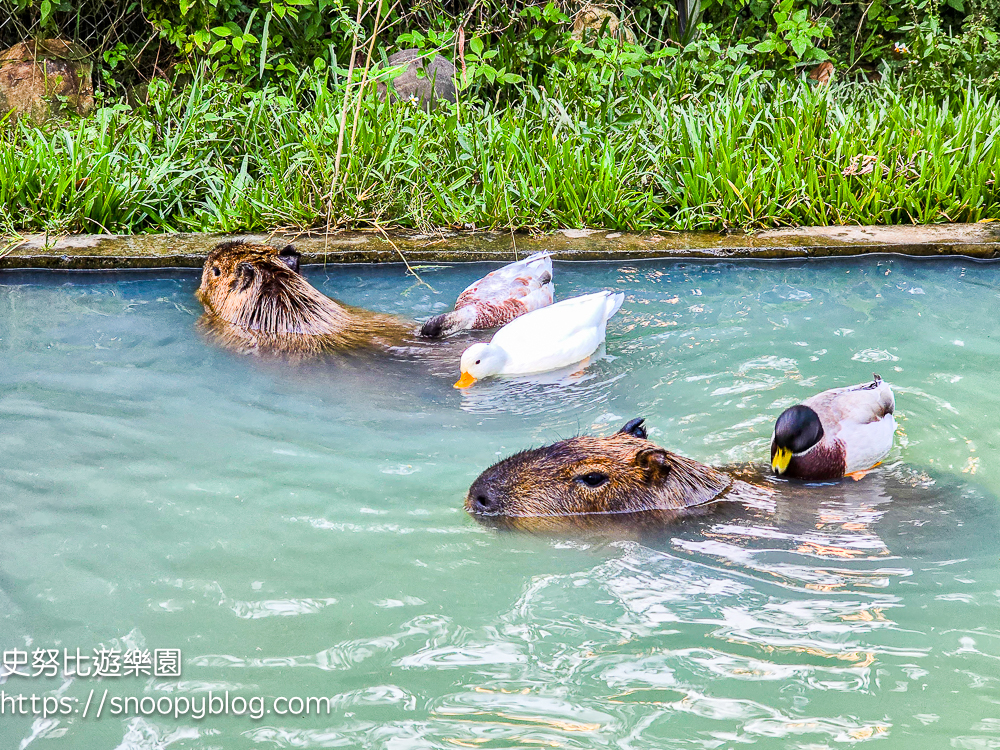 南投景點,另類寵物餐廳,埔里咖啡館,埔里景點