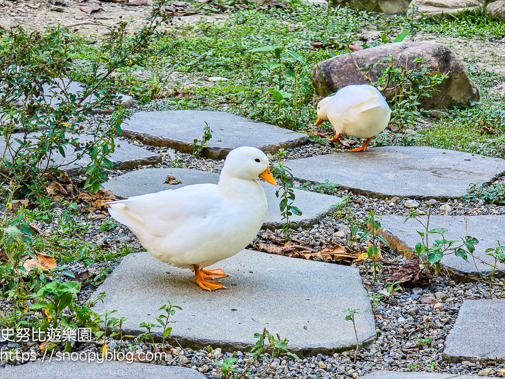 南投景點,另類寵物餐廳,埔里咖啡館,埔里景點
