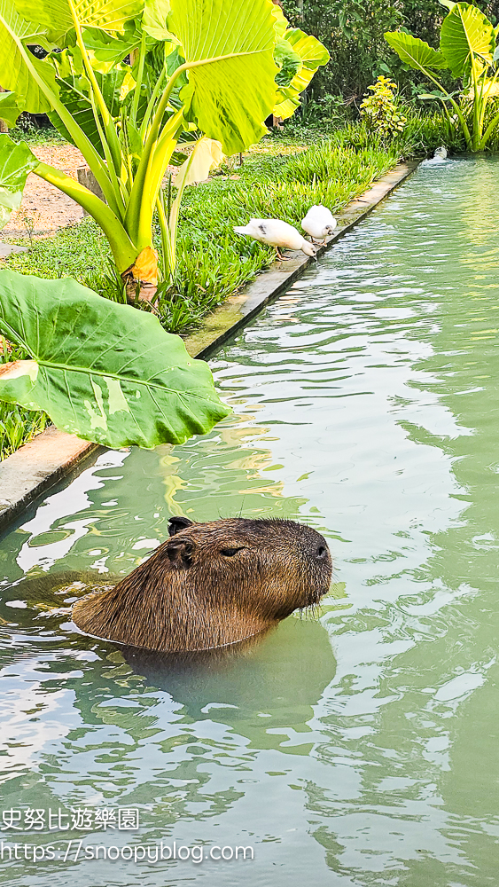 南投景點,另類寵物餐廳,埔里咖啡館,埔里景點