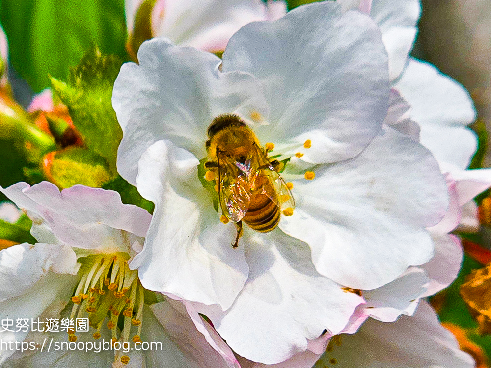  @史努比遊樂園