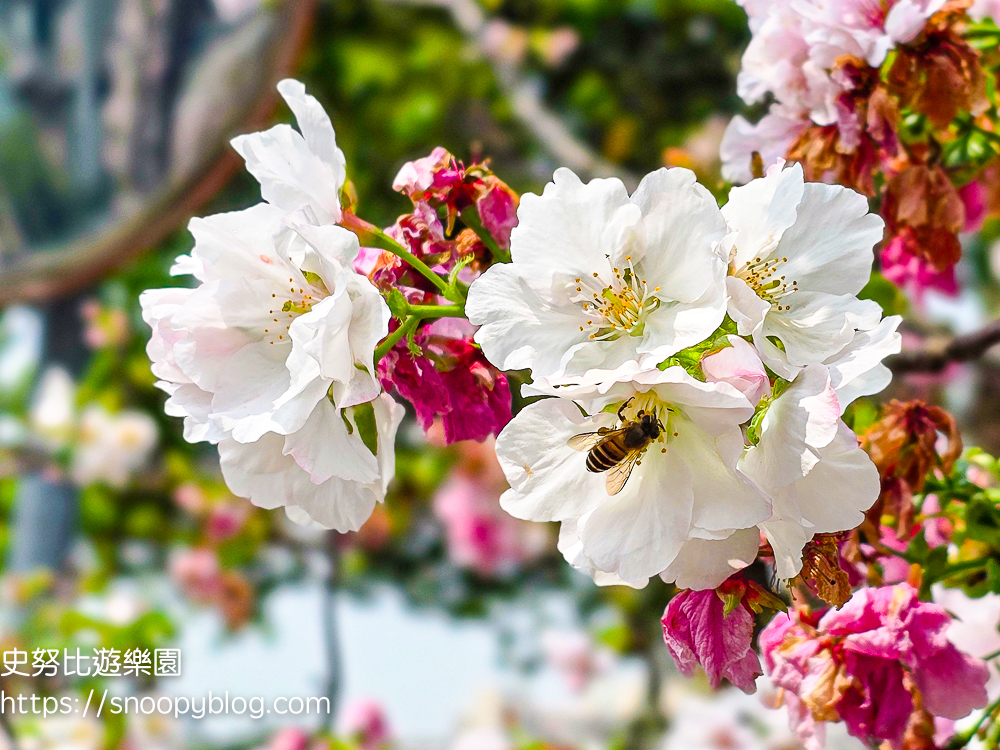  @史努比遊樂園