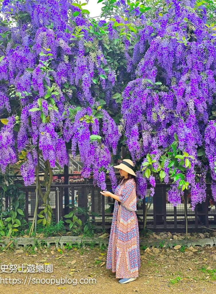 【桃園大溪】大溪北橫遊客中心錫葉藤盛開!超夢幻紫色花瀑傾瀉而下,免門票賞花秘境 @史努比遊樂園 @史努比遊樂園