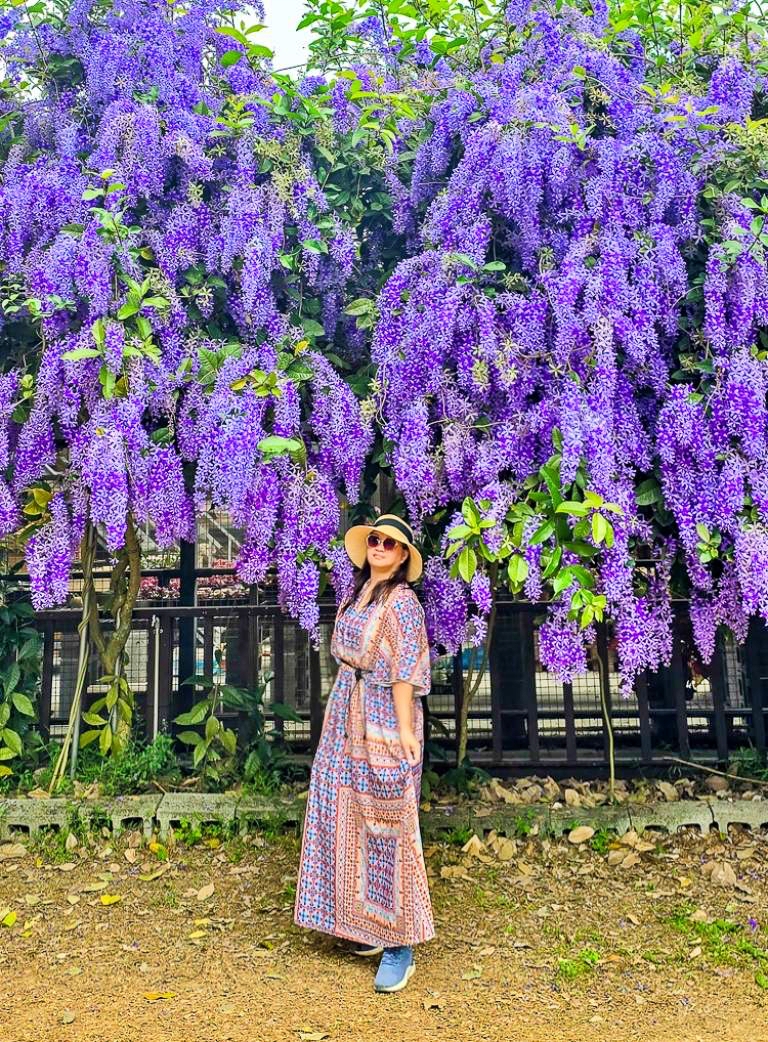 【桃園大溪】大溪北橫遊客中心錫葉藤盛開!超夢幻紫色花瀑傾瀉而下,免門票賞花秘境 @史努比遊樂園 @史努比遊樂園