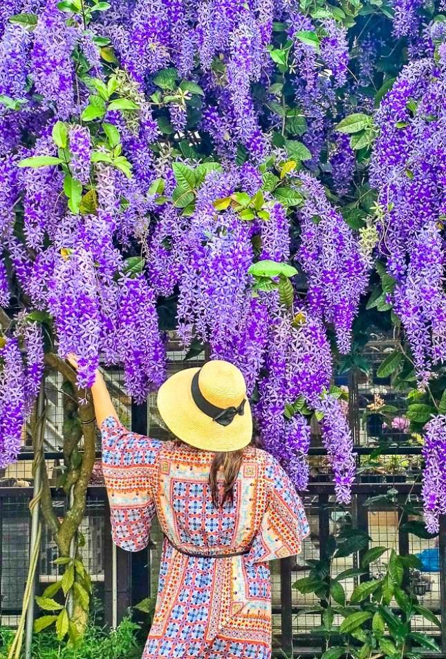 【桃園大溪】大溪北橫遊客中心錫葉藤盛開!超夢幻紫色花瀑傾瀉而下,免門票賞花秘境 @史努比遊樂園 @史努比遊樂園