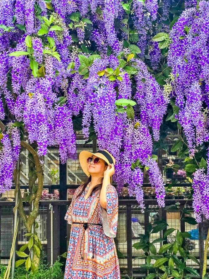 【桃園大溪】大溪北橫遊客中心錫葉藤盛開!超夢幻紫色花瀑傾瀉而下,免門票賞花秘境 @史努比遊樂園 @史努比遊樂園