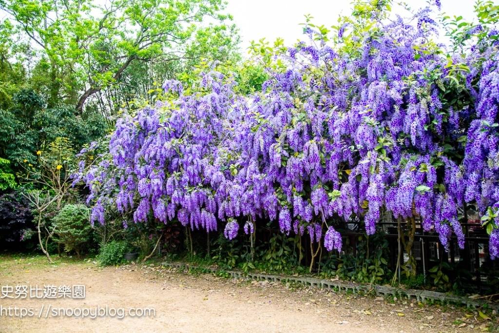 【桃園大溪】大溪北橫遊客中心錫葉藤盛開!超夢幻紫色花瀑傾瀉而下,免門票賞花秘境 @史努比遊樂園 @史努比遊樂園