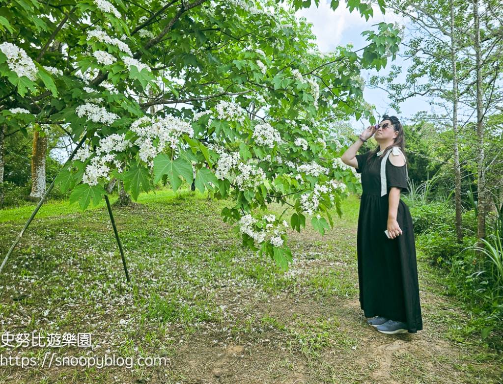 桃園景點,油桐花,賞花景點,龍潭景點