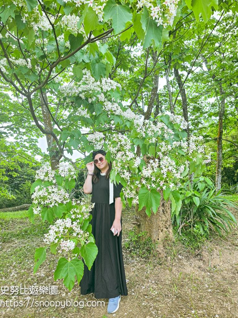 桃園景點,油桐花,賞花景點,龍潭景點