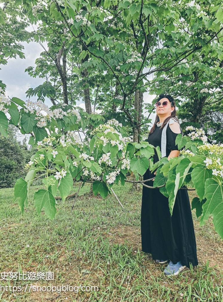 桃園景點,油桐花,賞花景點,龍潭景點