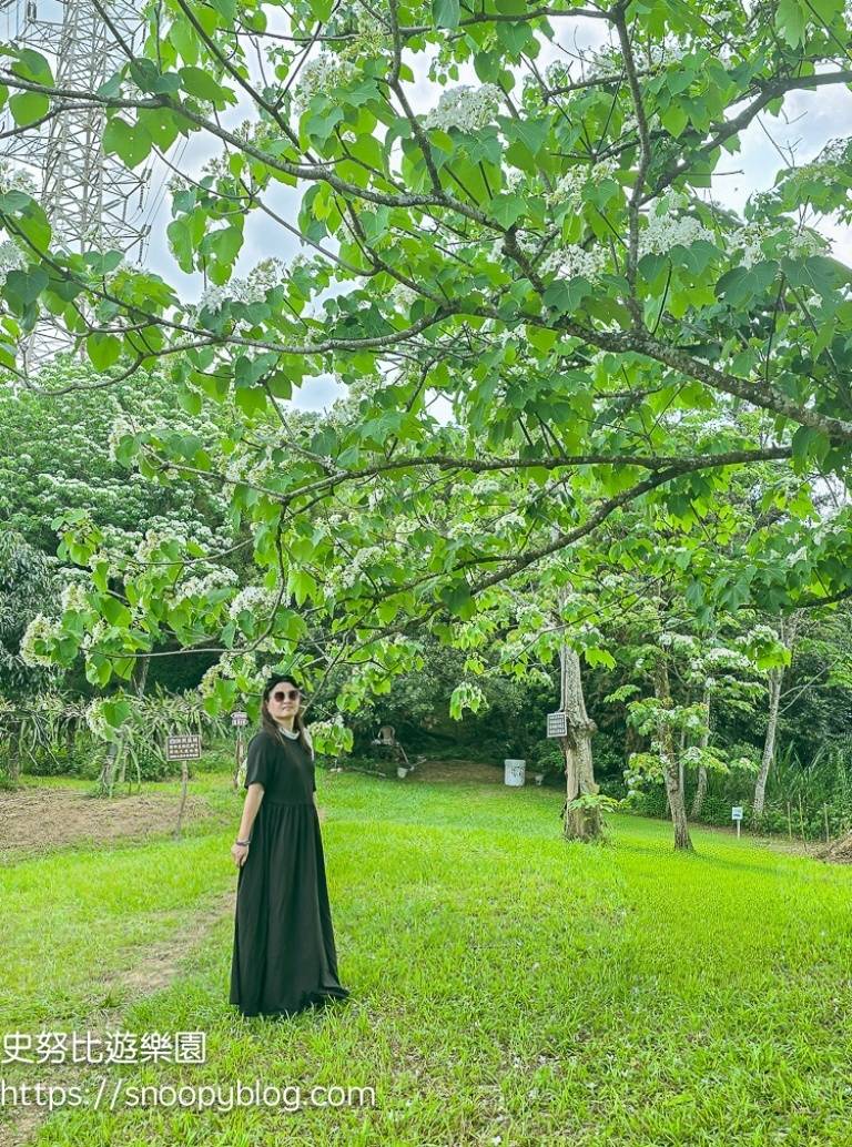 桃園景點,油桐花,賞花景點,龍潭景點