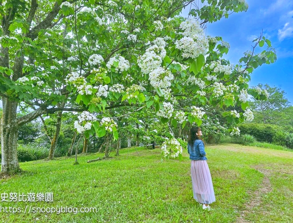 桃園景點,油桐花,賞花景點,龍潭景點
