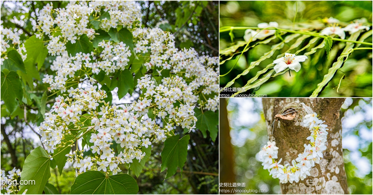 網站近期文章：【桃園龍潭】甘家堡生態文藝休閒園區｜錯過等明年！桃園龍潭隱藏版桐花森林，3000棵油桐花滿開如雪