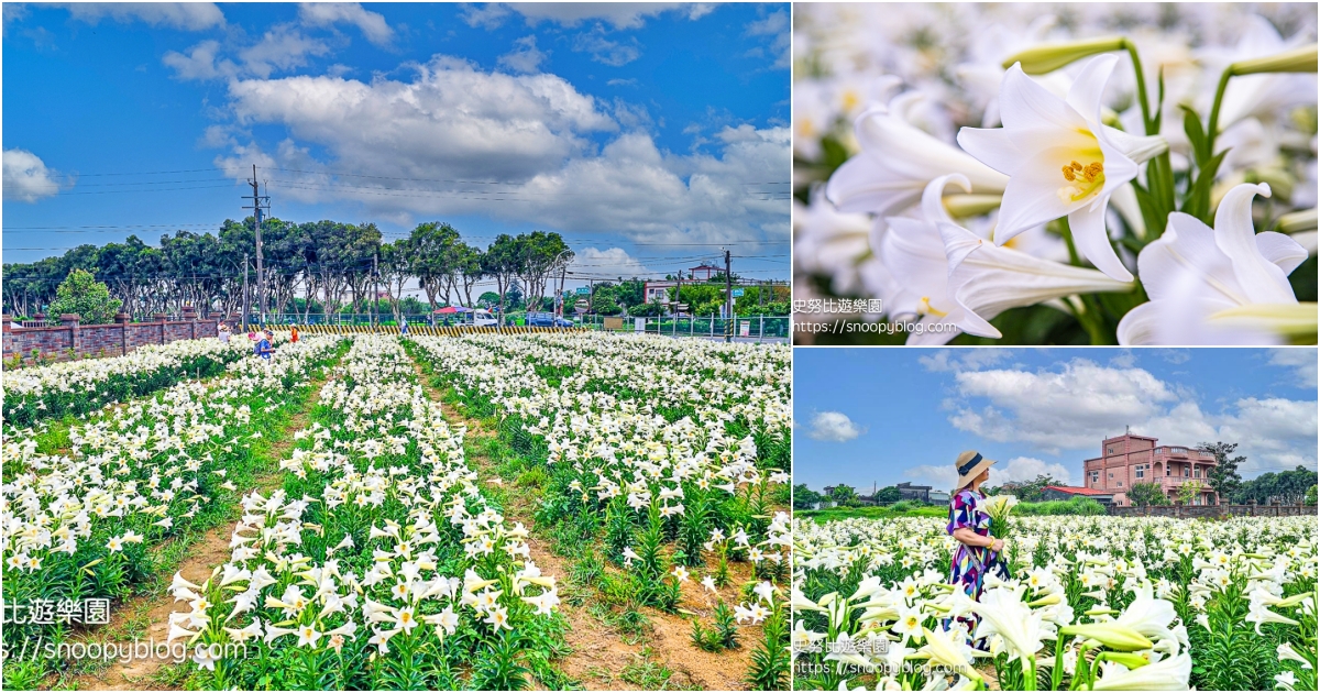 網站近期文章：【桃園觀音】白千層鐵砲百合花園｜兩萬株純白花海盛開中，交通、門票資訊全攻略