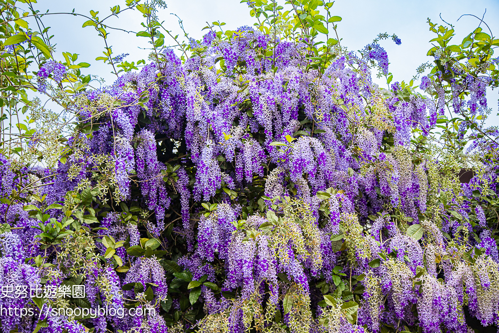 【桃園大溪】大溪北橫遊客中心錫葉藤盛開!超夢幻紫色花瀑傾瀉而下,免門票賞花秘境 @史努比遊樂園 @史努比遊樂園