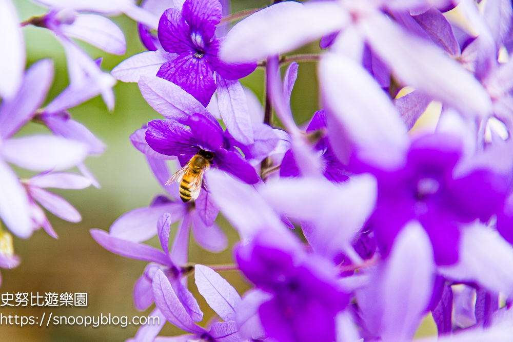 【桃園大溪】大溪北橫遊客中心錫葉藤盛開!超夢幻紫色花瀑傾瀉而下,免門票賞花秘境 @史努比遊樂園 @史努比遊樂園