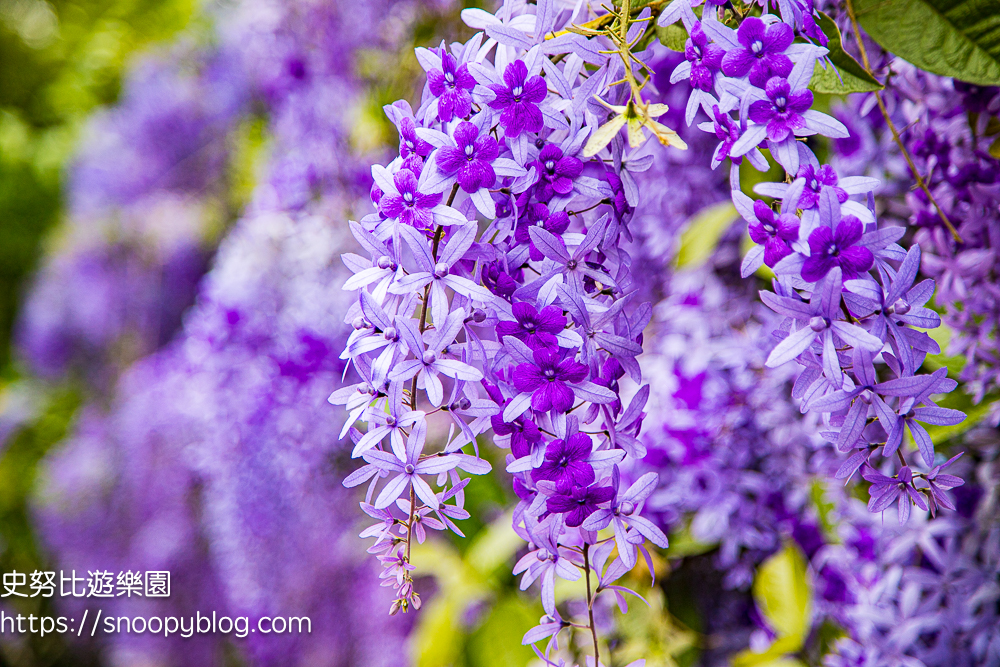 【桃園大溪】大溪北橫遊客中心錫葉藤盛開!超夢幻紫色花瀑傾瀉而下,免門票賞花秘境 @史努比遊樂園 @史努比遊樂園