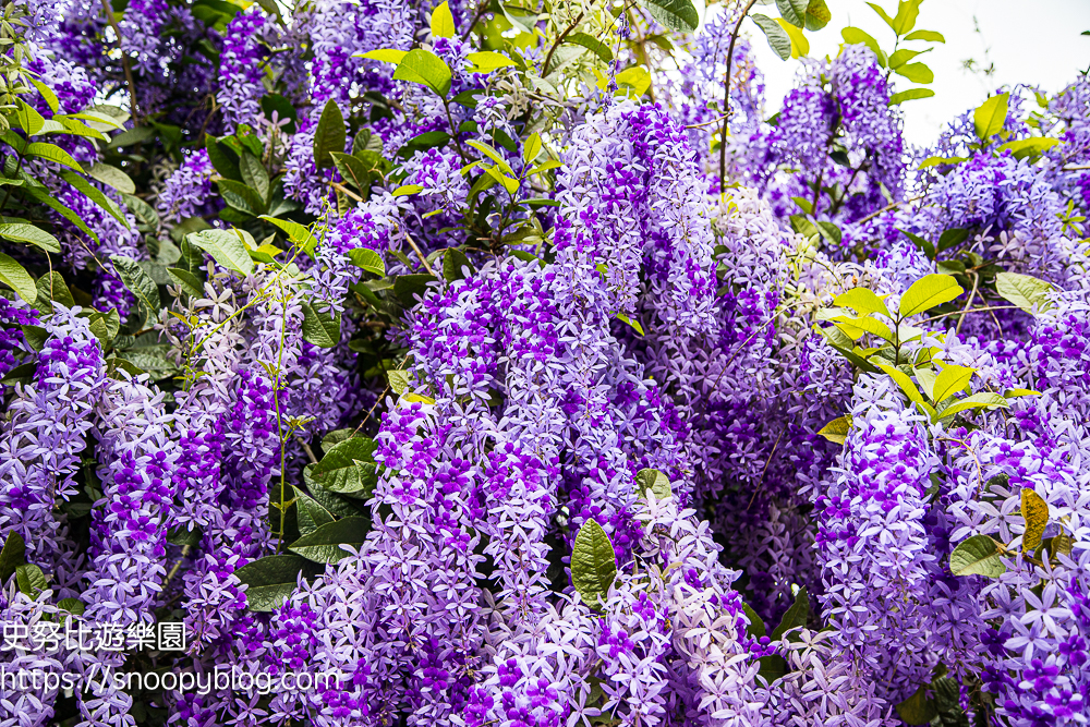 【桃園大溪】大溪北橫遊客中心錫葉藤盛開!超夢幻紫色花瀑傾瀉而下,免門票賞花秘境 @史努比遊樂園 @史努比遊樂園