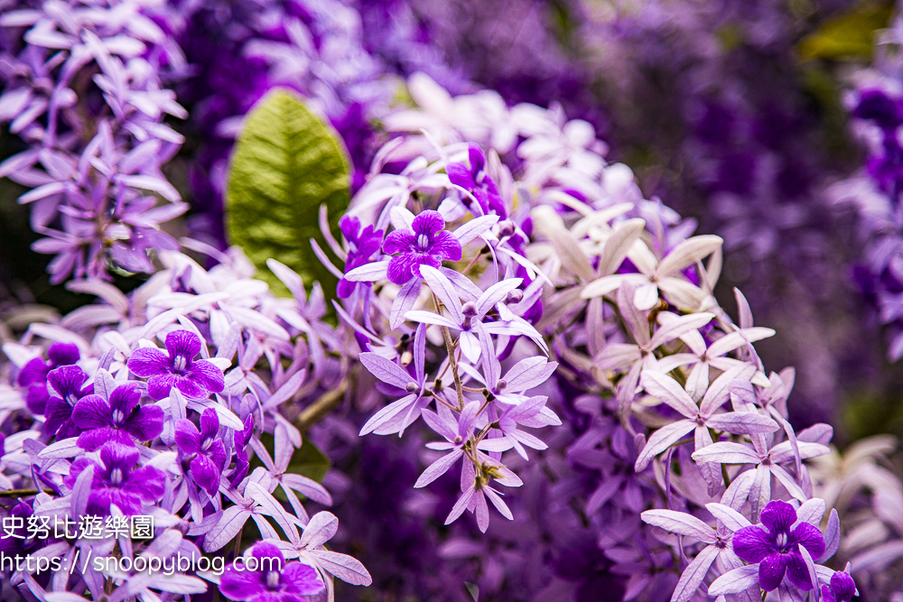 【桃園大溪】大溪北橫遊客中心錫葉藤盛開!超夢幻紫色花瀑傾瀉而下,免門票賞花秘境 @史努比遊樂園 @史努比遊樂園