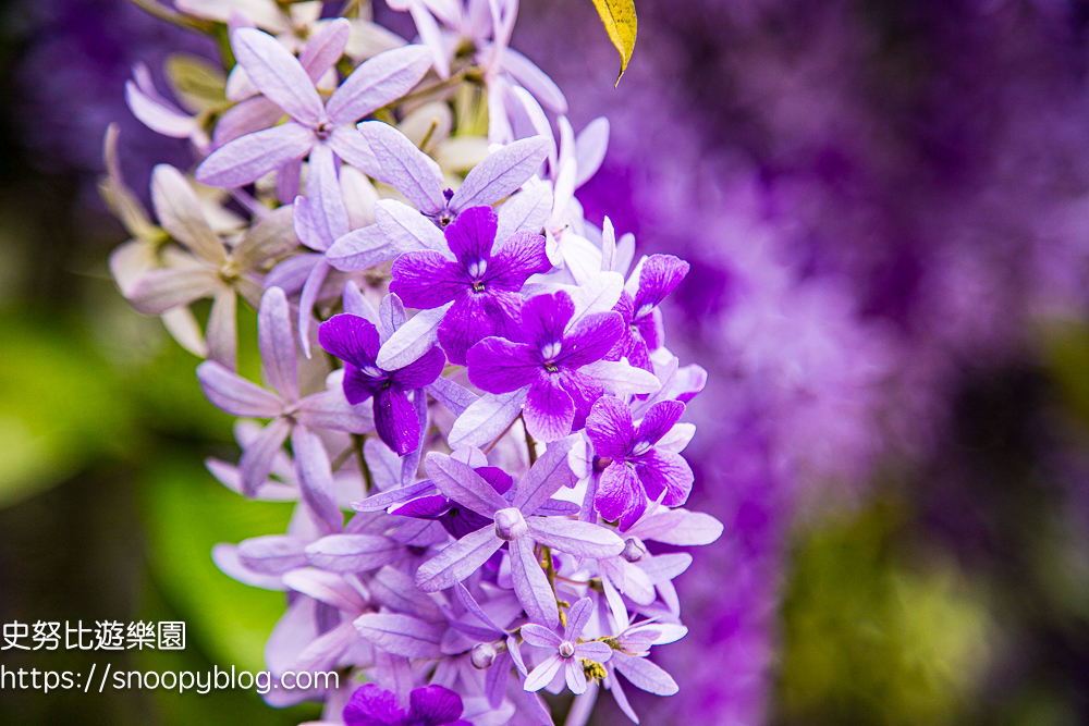 【桃園大溪】大溪北橫遊客中心錫葉藤盛開!超夢幻紫色花瀑傾瀉而下,免門票賞花秘境 @史努比遊樂園 @史努比遊樂園