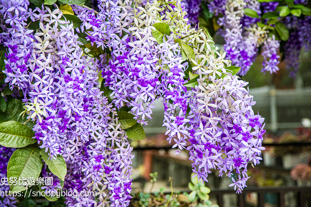 【桃園大溪】大溪北橫遊客中心錫葉藤盛開!超夢幻紫色花瀑傾瀉而下,免門票賞花秘境 @史努比遊樂園 @史努比遊樂園