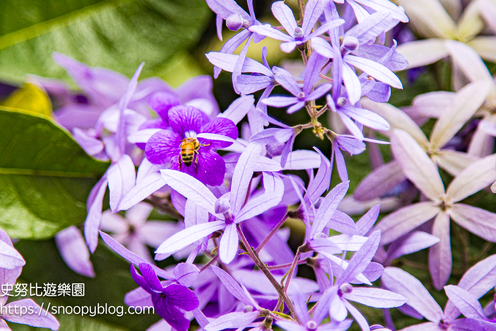 【桃園大溪】大溪北橫遊客中心錫葉藤盛開!超夢幻紫色花瀑傾瀉而下,免門票賞花秘境 @史努比遊樂園 @史努比遊樂園