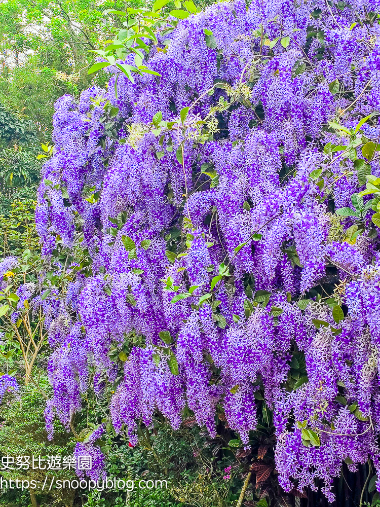【桃園大溪】大溪北橫遊客中心錫葉藤盛開!超夢幻紫色花瀑傾瀉而下,免門票賞花秘境 @史努比遊樂園 @史努比遊樂園