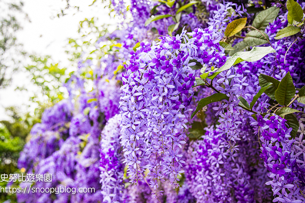 【桃園大溪】大溪北橫遊客中心錫葉藤盛開!超夢幻紫色花瀑傾瀉而下,免門票賞花秘境 @史努比遊樂園 @史努比遊樂園