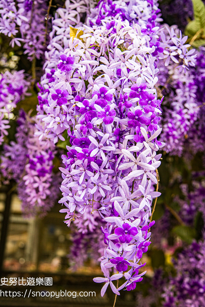 【桃園大溪】大溪北橫遊客中心錫葉藤盛開!超夢幻紫色花瀑傾瀉而下,免門票賞花秘境 @史努比遊樂園 @史努比遊樂園