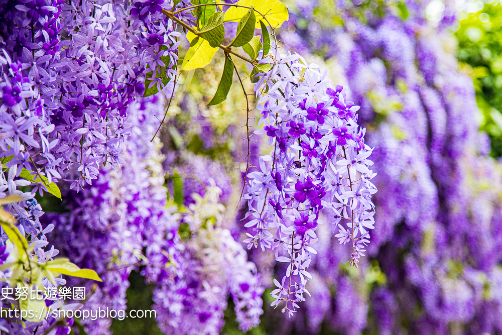 【桃園大溪】大溪北橫遊客中心錫葉藤盛開!超夢幻紫色花瀑傾瀉而下,免門票賞花秘境 @史努比遊樂園 @史努比遊樂園