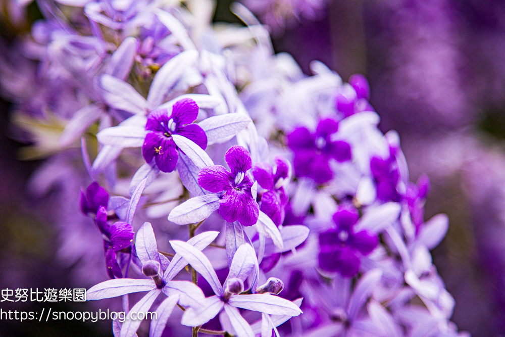 【桃園大溪】大溪北橫遊客中心錫葉藤盛開!超夢幻紫色花瀑傾瀉而下,免門票賞花秘境 @史努比遊樂園 @史努比遊樂園