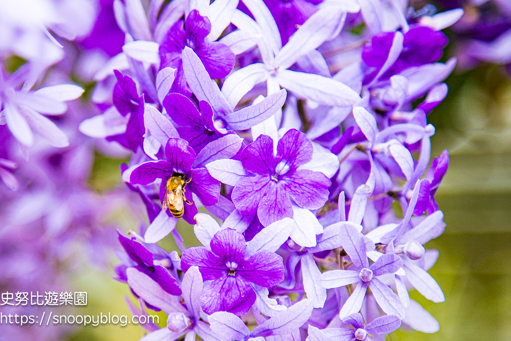  @史努比遊樂園