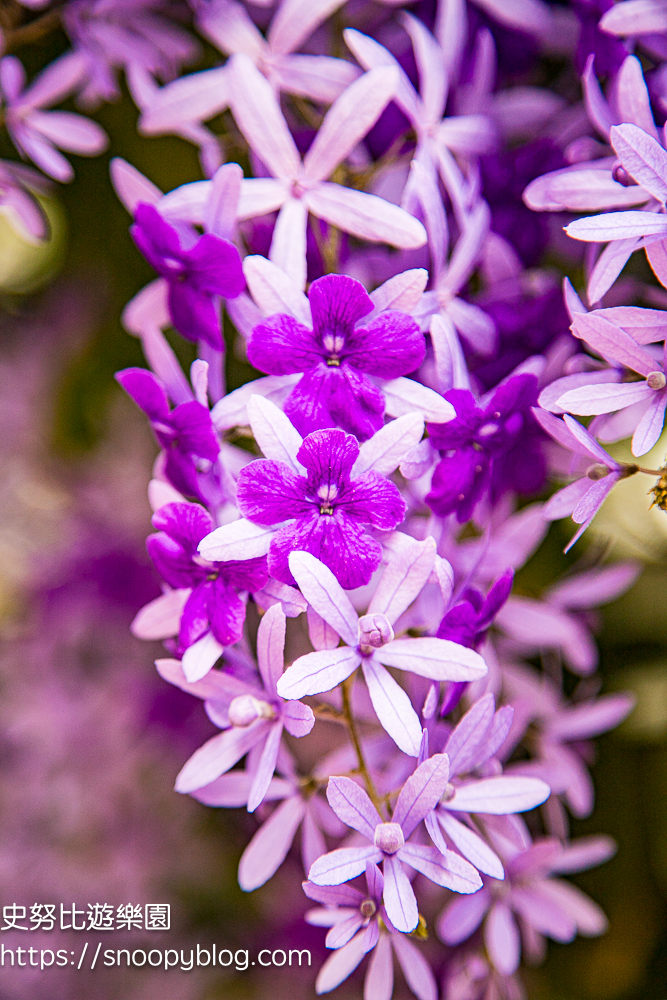【桃園大溪】大溪北橫遊客中心錫葉藤盛開!超夢幻紫色花瀑傾瀉而下,免門票賞花秘境 @史努比遊樂園 @史努比遊樂園