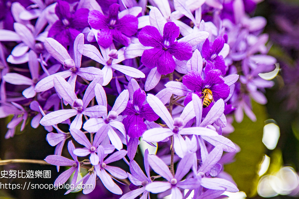 【桃園大溪】大溪北橫遊客中心錫葉藤盛開!超夢幻紫色花瀑傾瀉而下,免門票賞花秘境 @史努比遊樂園 @史努比遊樂園