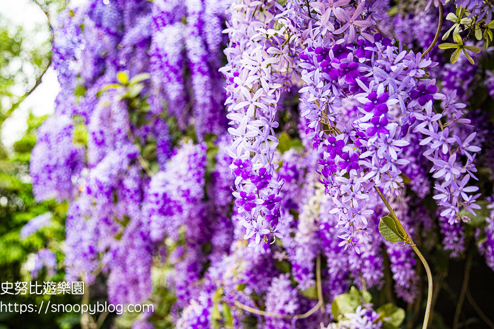 【桃園大溪】大溪北橫遊客中心錫葉藤盛開!超夢幻紫色花瀑傾瀉而下,免門票賞花秘境 @史努比遊樂園 @史努比遊樂園
