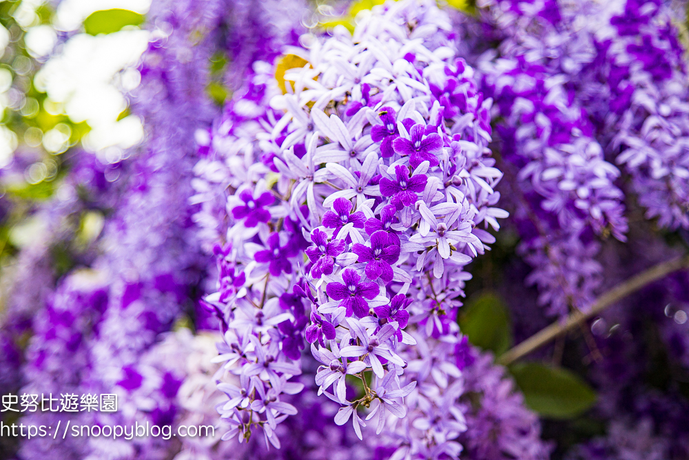 【桃園大溪】大溪北橫遊客中心錫葉藤盛開!超夢幻紫色花瀑傾瀉而下,免門票賞花秘境 @史努比遊樂園 @史努比遊樂園