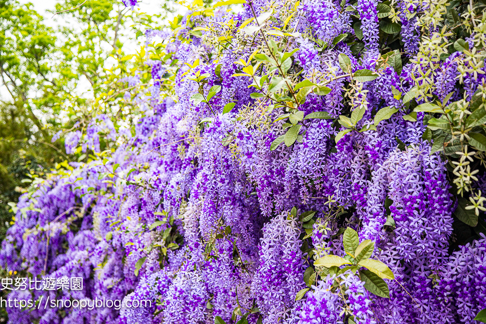 【桃園大溪】大溪北橫遊客中心錫葉藤盛開!超夢幻紫色花瀑傾瀉而下,免門票賞花秘境 @史努比遊樂園 @史努比遊樂園