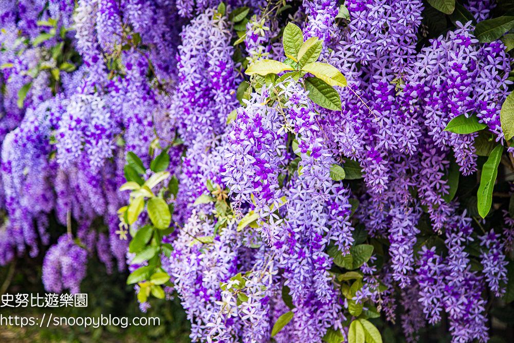 【桃園大溪】大溪北橫遊客中心錫葉藤盛開!超夢幻紫色花瀑傾瀉而下,免門票賞花秘境 @史努比遊樂園 @史努比遊樂園