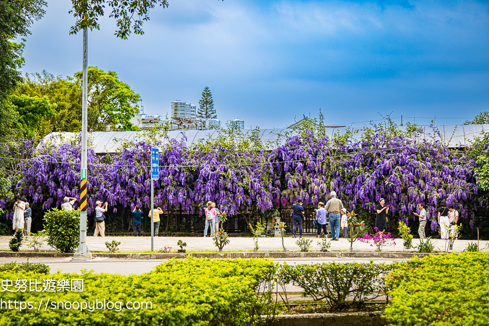 【桃園大溪】大溪北橫遊客中心錫葉藤盛開!超夢幻紫色花瀑傾瀉而下,免門票賞花秘境 @史努比遊樂園 @史努比遊樂園