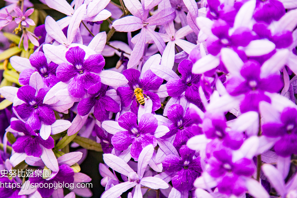【桃園大溪】大溪北橫遊客中心錫葉藤盛開!超夢幻紫色花瀑傾瀉而下,免門票賞花秘境 @史努比遊樂園 @史努比遊樂園