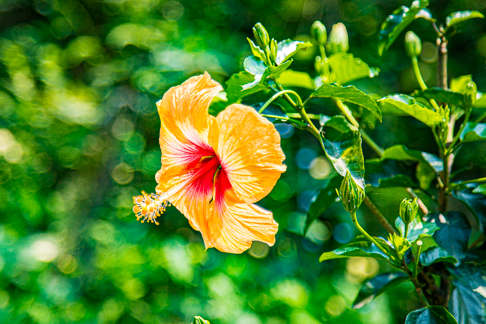 【新北石門】石門嵩山百年梯田鳶尾花開|漫步紫色鳶尾花海,走進梵谷印象派夢幻畫中 @史努比遊樂園 @史努比遊樂園