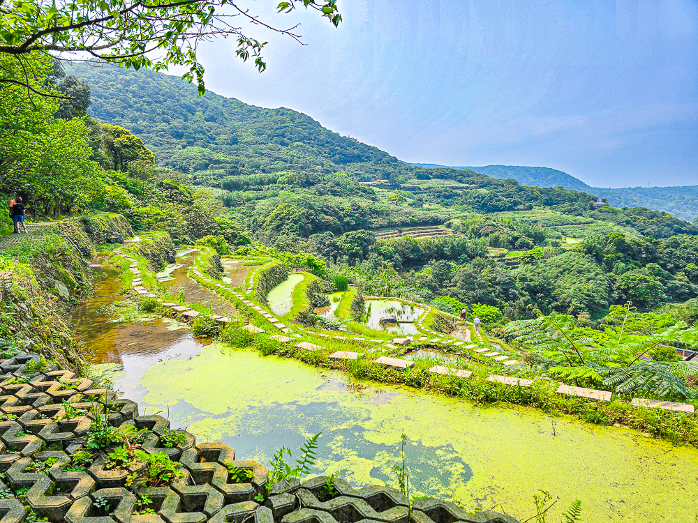【新北石門】石門嵩山百年梯田鳶尾花開|漫步紫色鳶尾花海,走進梵谷印象派夢幻畫中 @史努比遊樂園 @史努比遊樂園