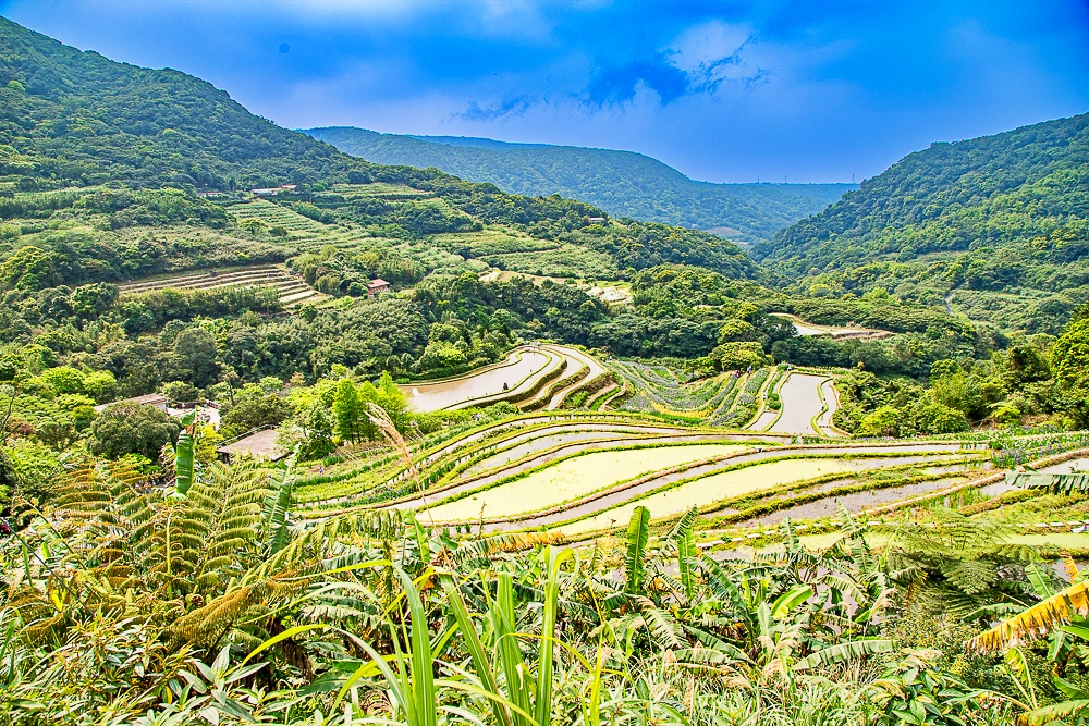 【新北石門】石門嵩山百年梯田鳶尾花開|漫步紫色鳶尾花海,走進梵谷印象派夢幻畫中 @史努比遊樂園 @史努比遊樂園