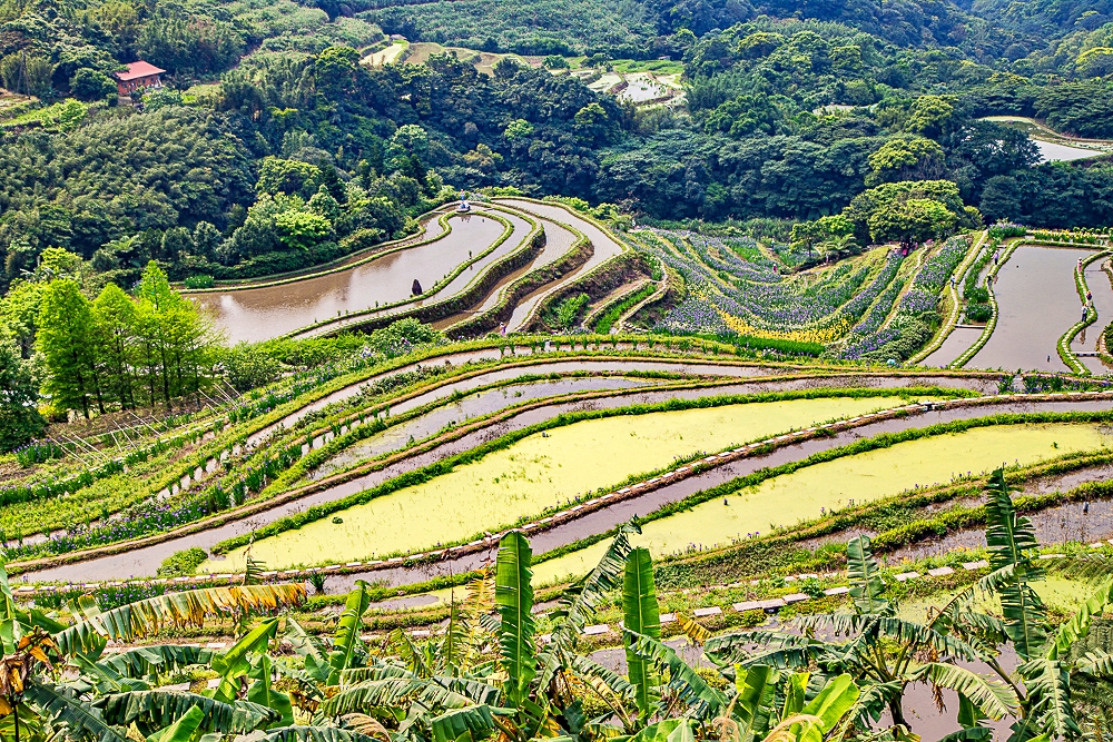 【新北石門】石門嵩山百年梯田鳶尾花開|漫步紫色鳶尾花海,走進梵谷印象派夢幻畫中 @史努比遊樂園 @史努比遊樂園
