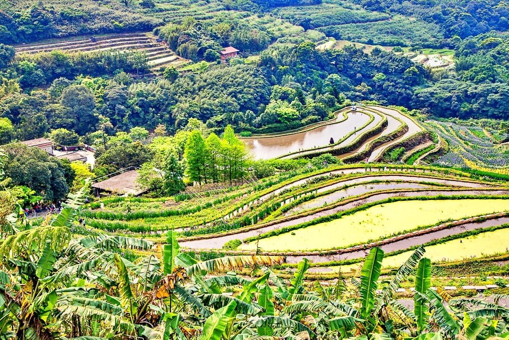 【新北石門】石門嵩山百年梯田鳶尾花開|漫步紫色鳶尾花海,走進梵谷印象派夢幻畫中 @史努比遊樂園 @史努比遊樂園