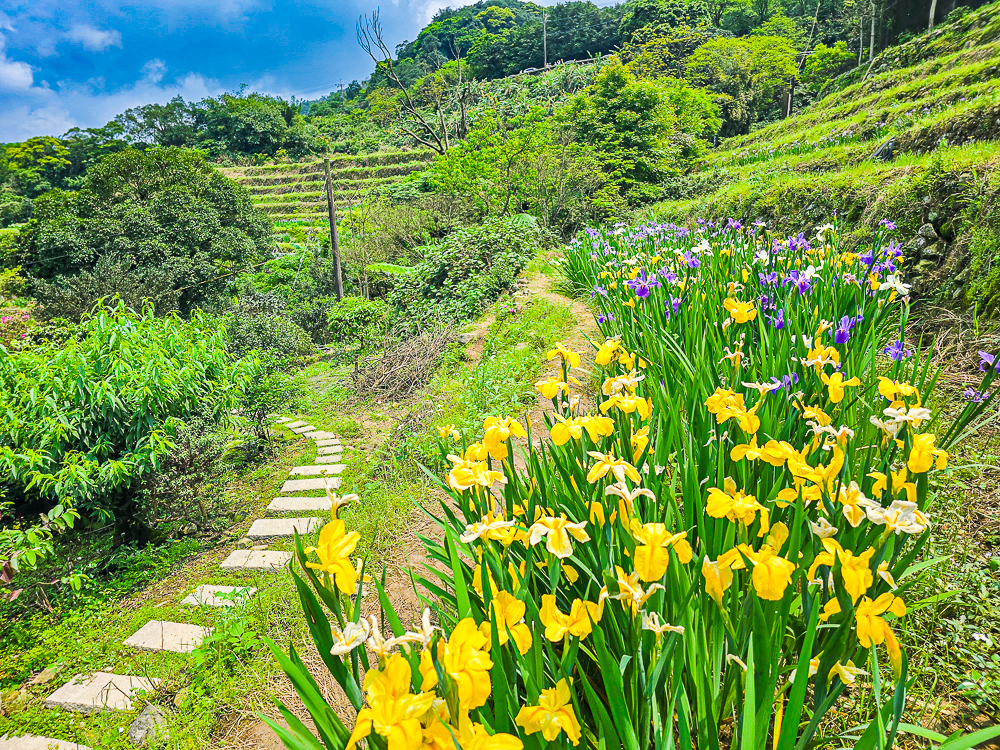 【新北石門】石門嵩山百年梯田鳶尾花開|漫步紫色鳶尾花海,走進梵谷印象派夢幻畫中 @史努比遊樂園 @史努比遊樂園