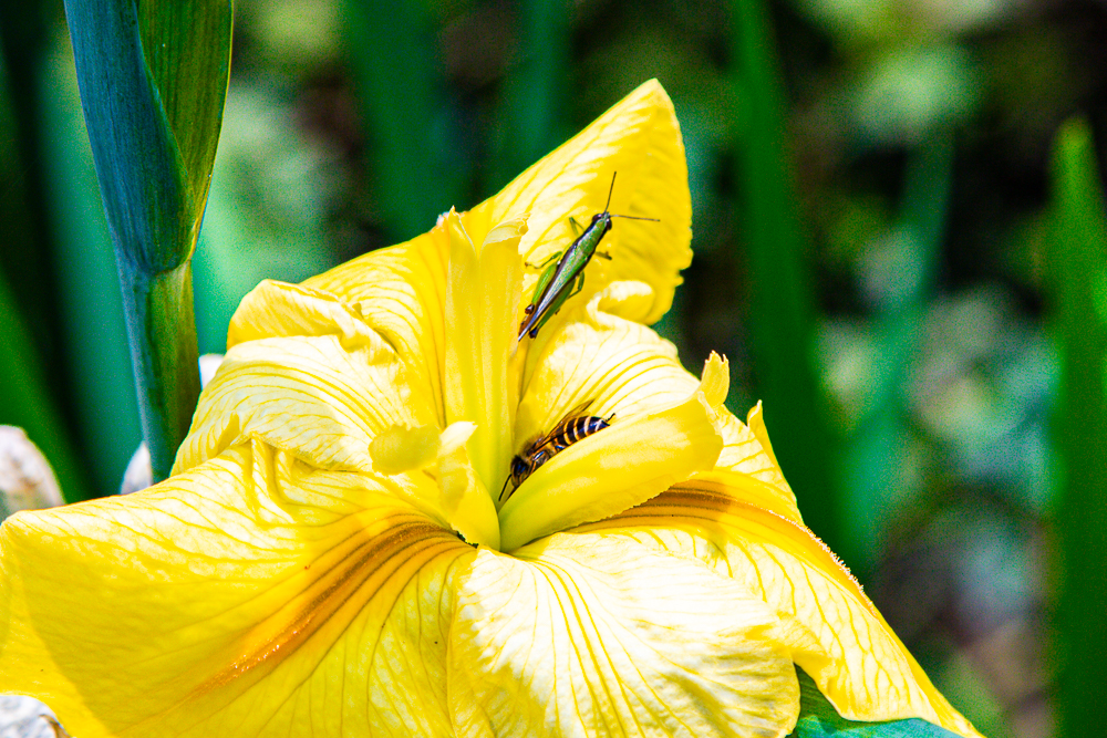 【新北石門】石門嵩山百年梯田鳶尾花開|漫步紫色鳶尾花海,走進梵谷印象派夢幻畫中 @史努比遊樂園 @史努比遊樂園